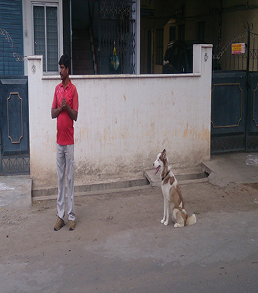 dog