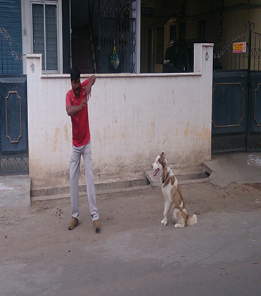 dog