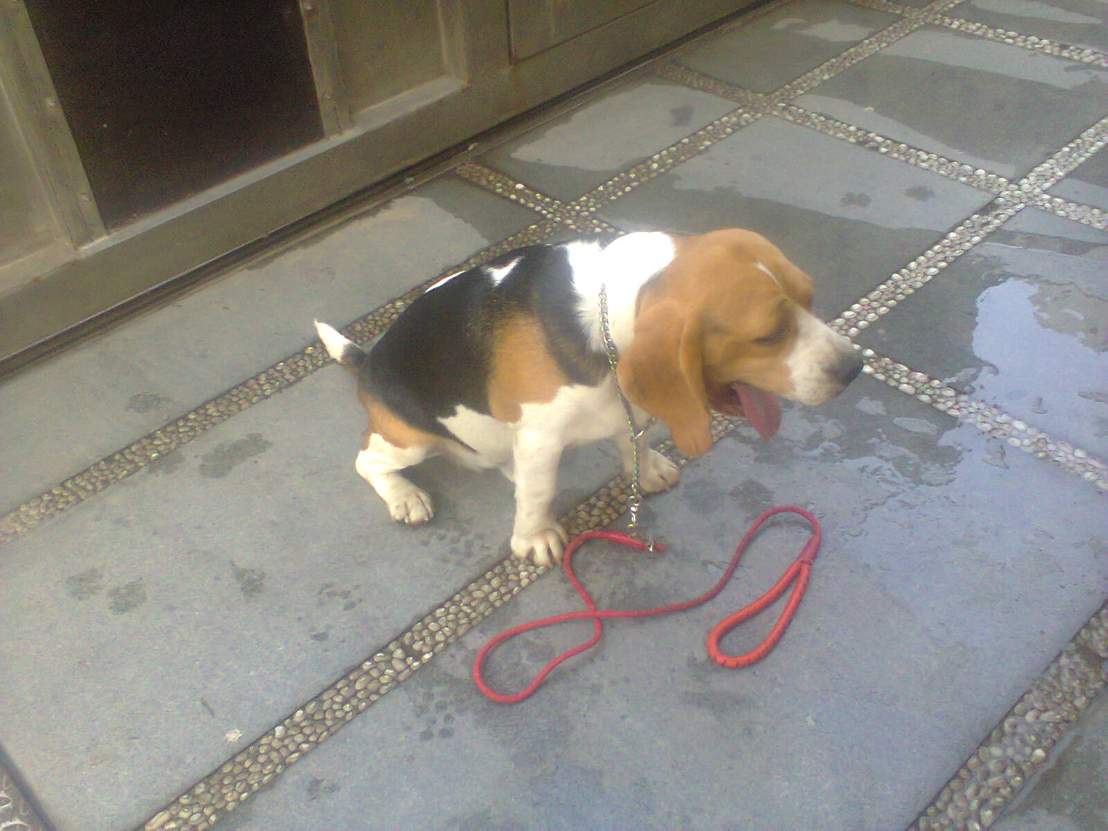 dog