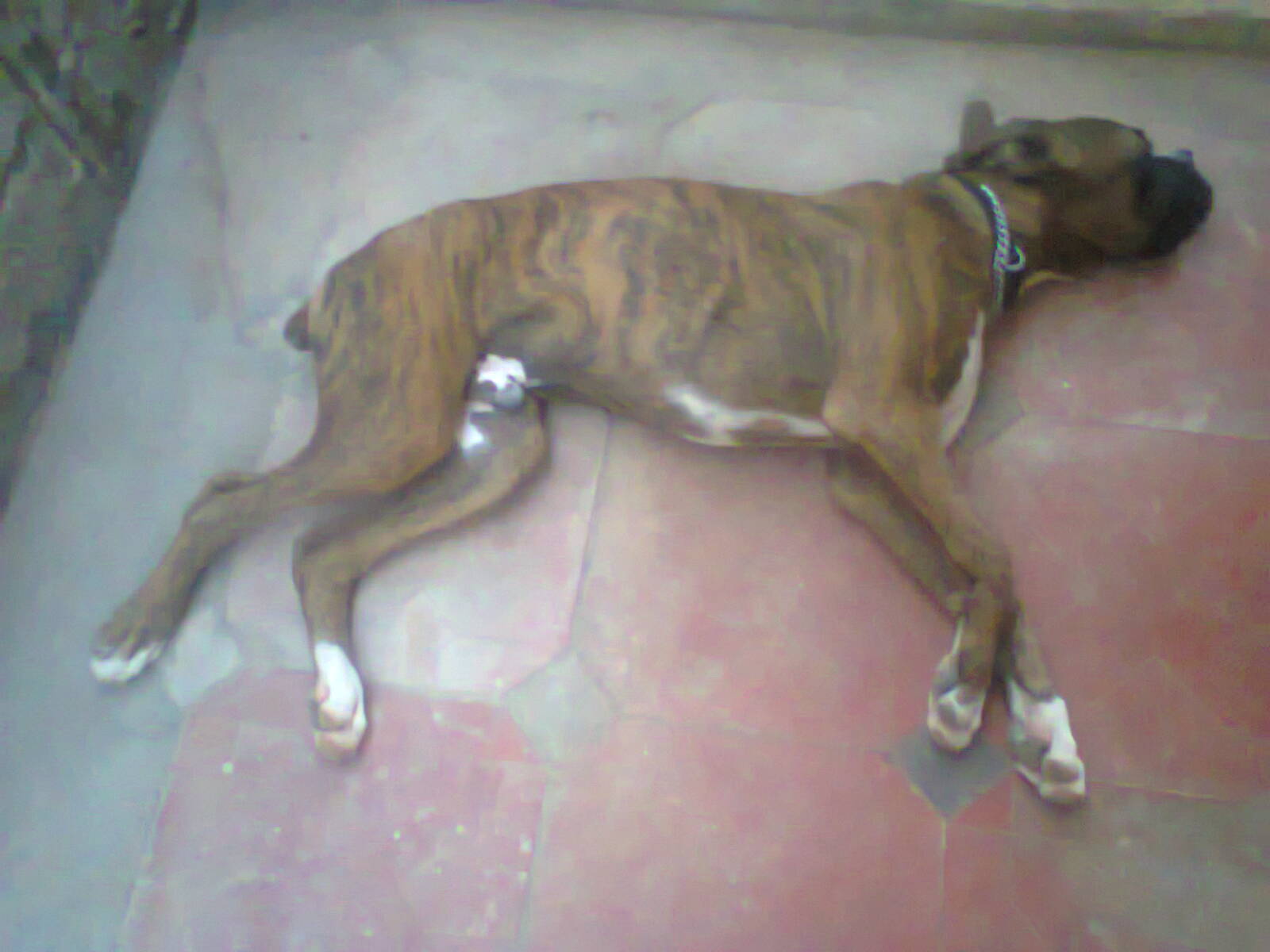 dog