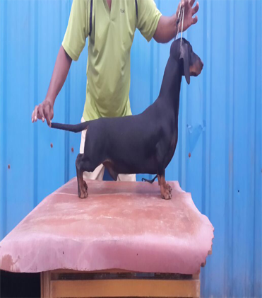 dog