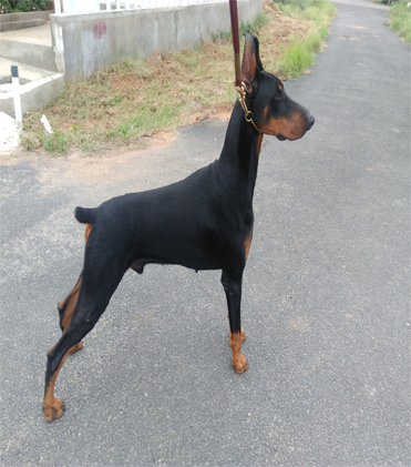 dog