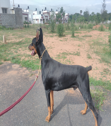 dog