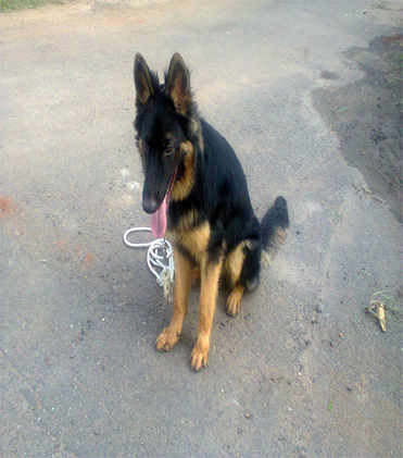 dog