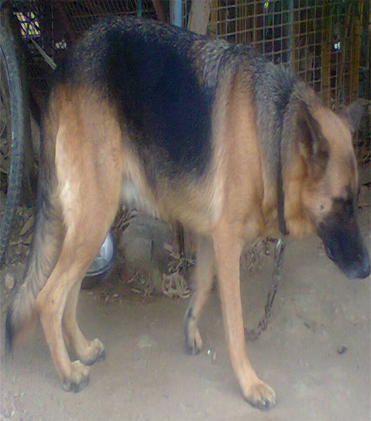 dog