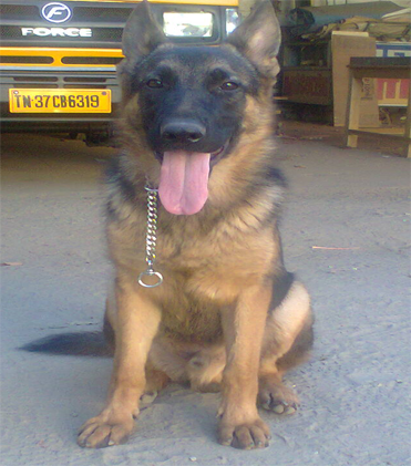 dog