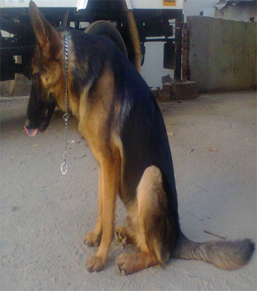 dog