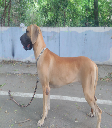 dog