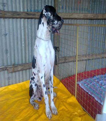 dog