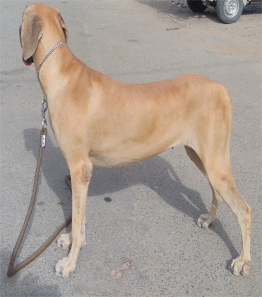 dog